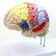 Regional Brain, 4 parts